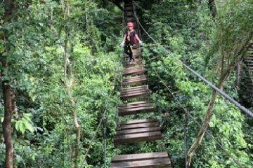 a tree in the middle of a forest