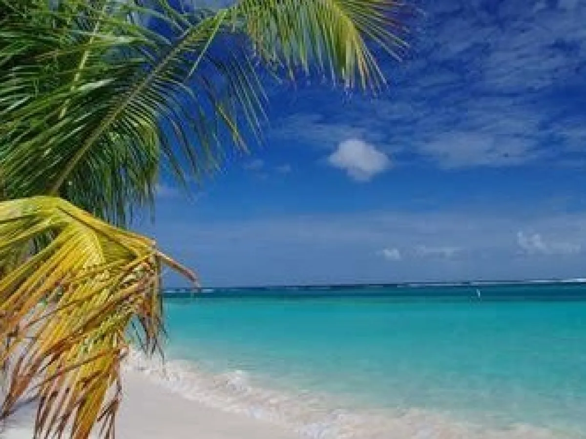 a beach with palm trees and a body of water