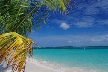 a beach with palm trees and a body of water