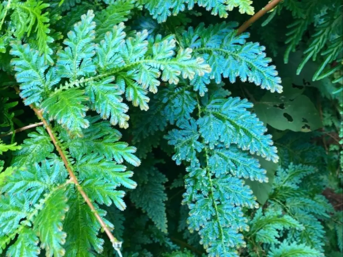 a green plant in a forest