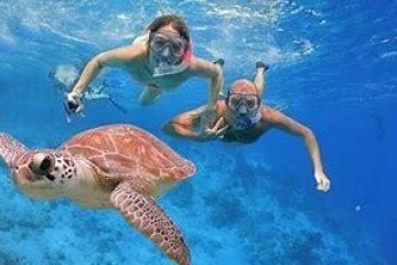 people snorkeling by a turtle