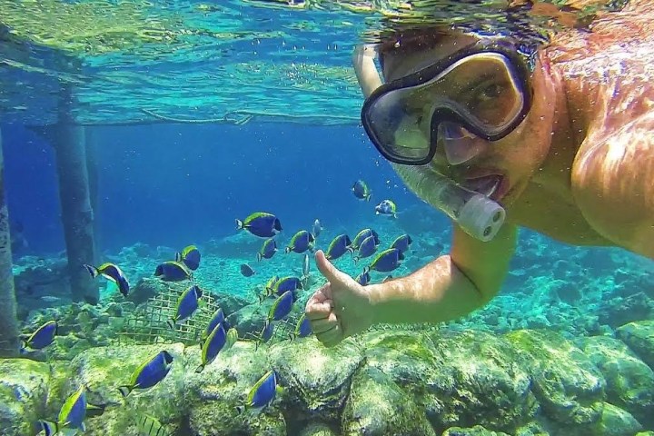 person snorkeling with fishes