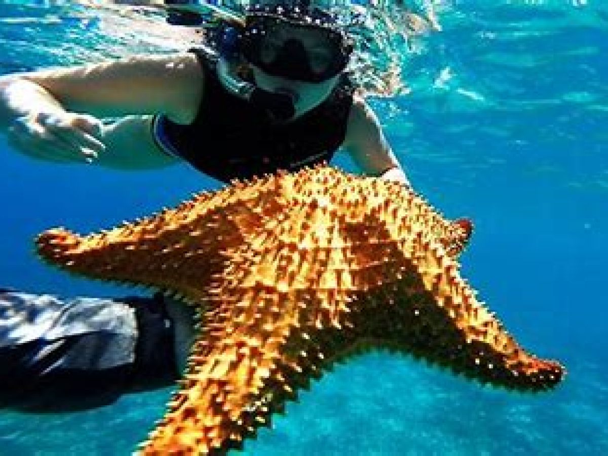 an animal swimming in the water