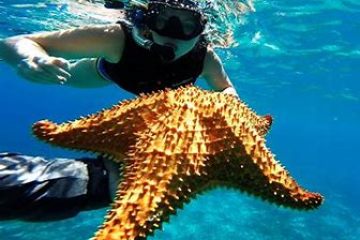 an animal swimming in the water