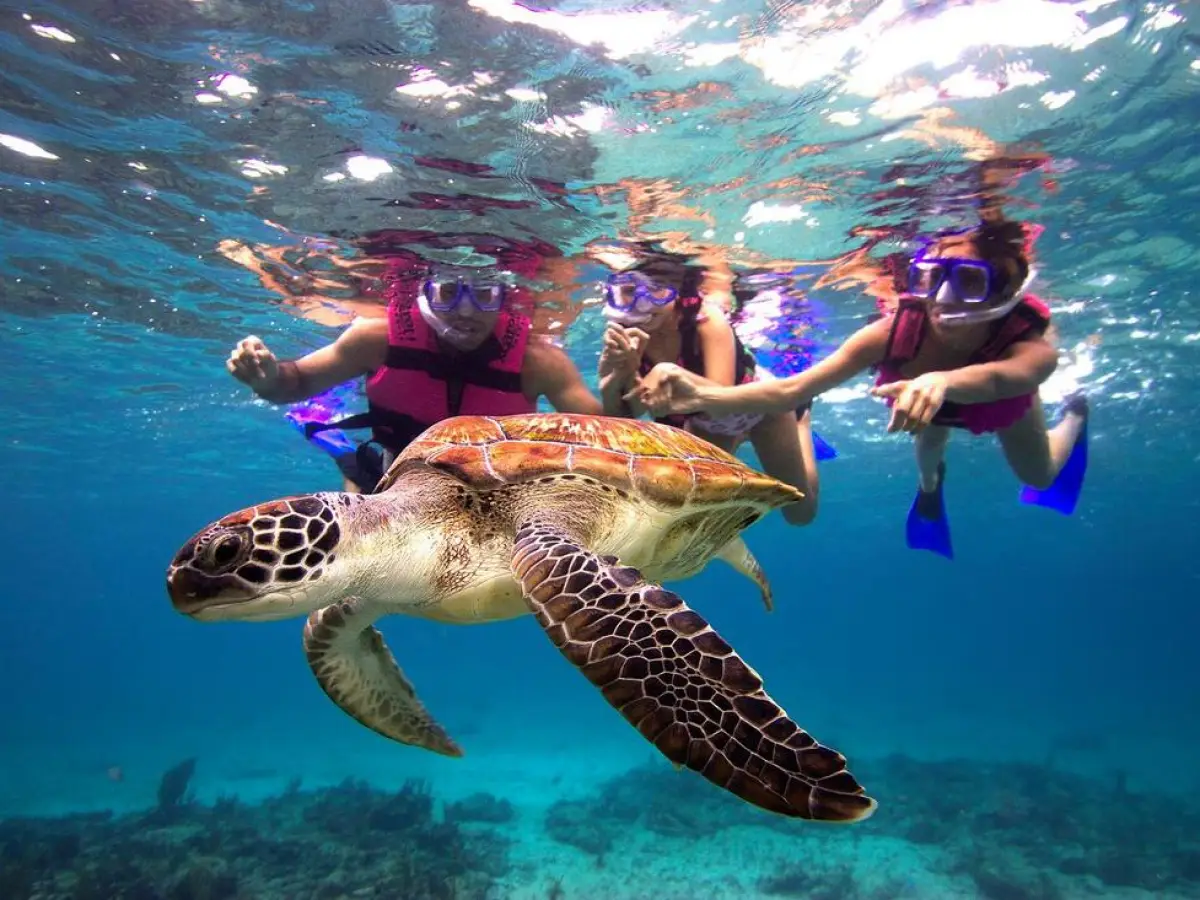 a turtle swimming under water