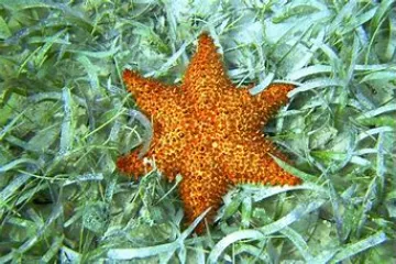 a close up of a flower garden
