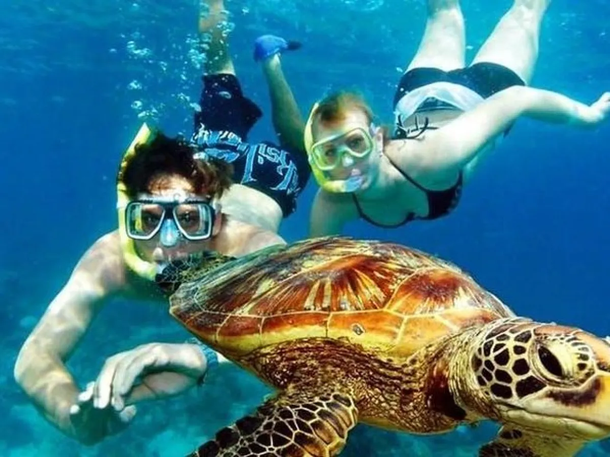 a turtle swimming under water
