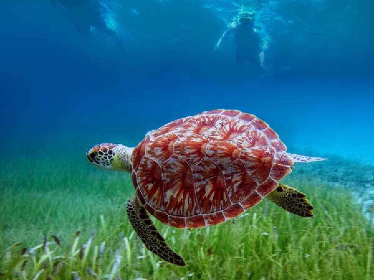 a turtle swimming under water