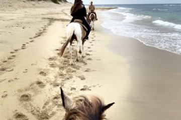 a dog walking on a sandy beach