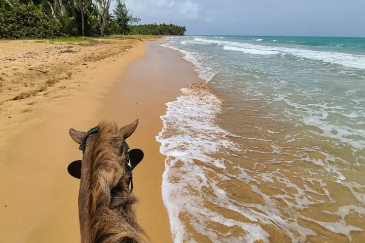 View from a horse riding along a sandy beach with waves on a sunny day.