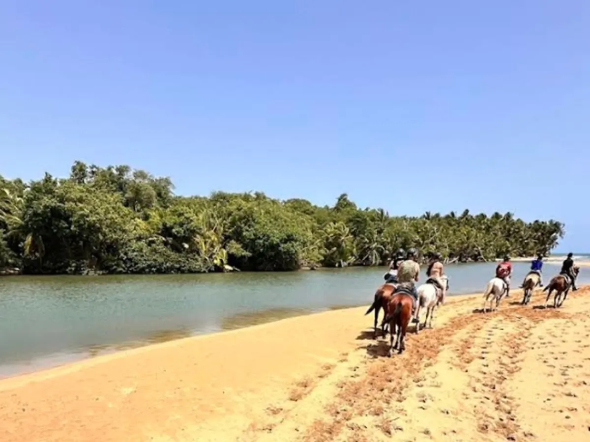 People horseback riding on a sandy beach next to a river with palm trees and a clear blue sky.