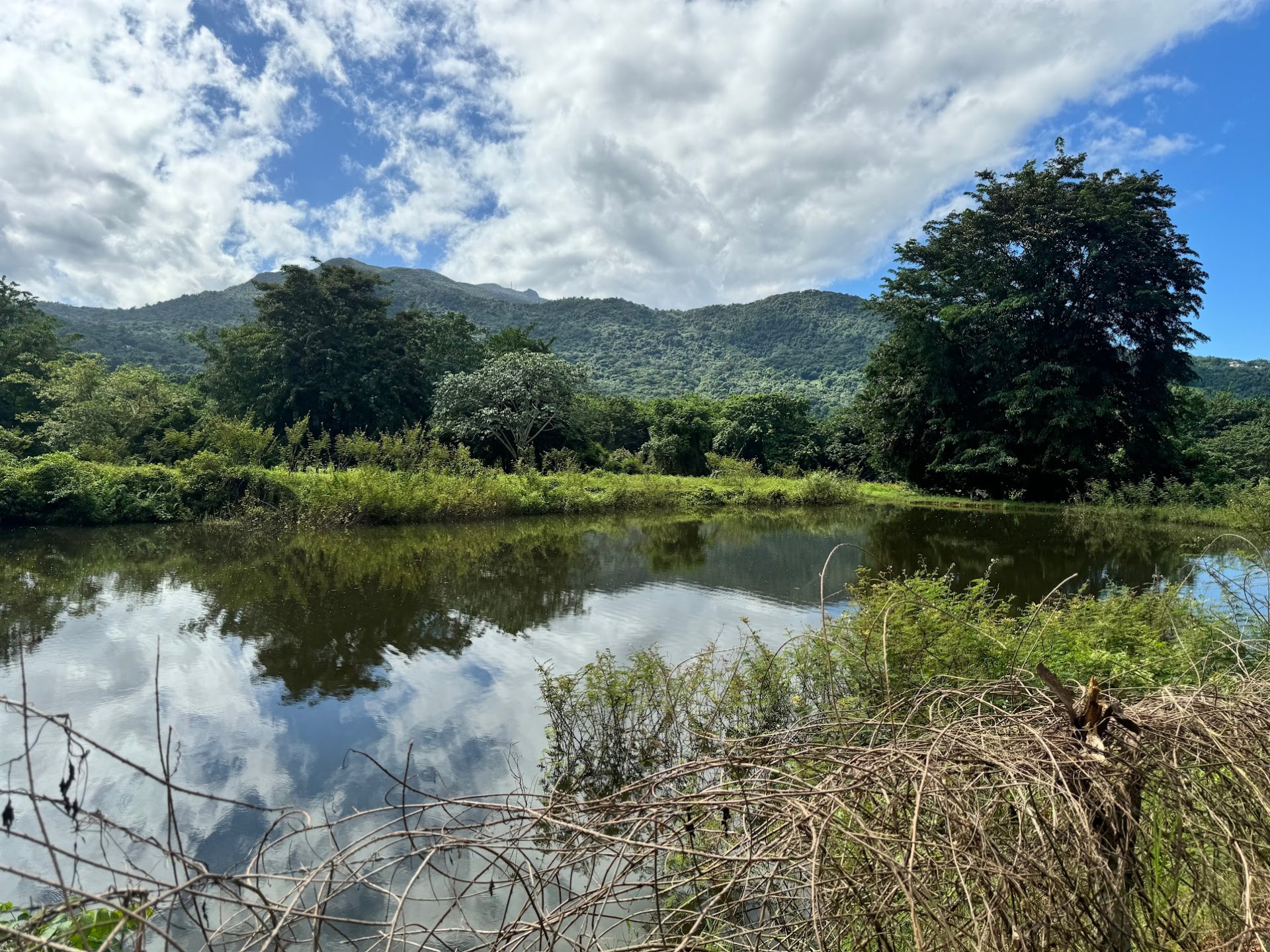 a body of water surrounded by trees