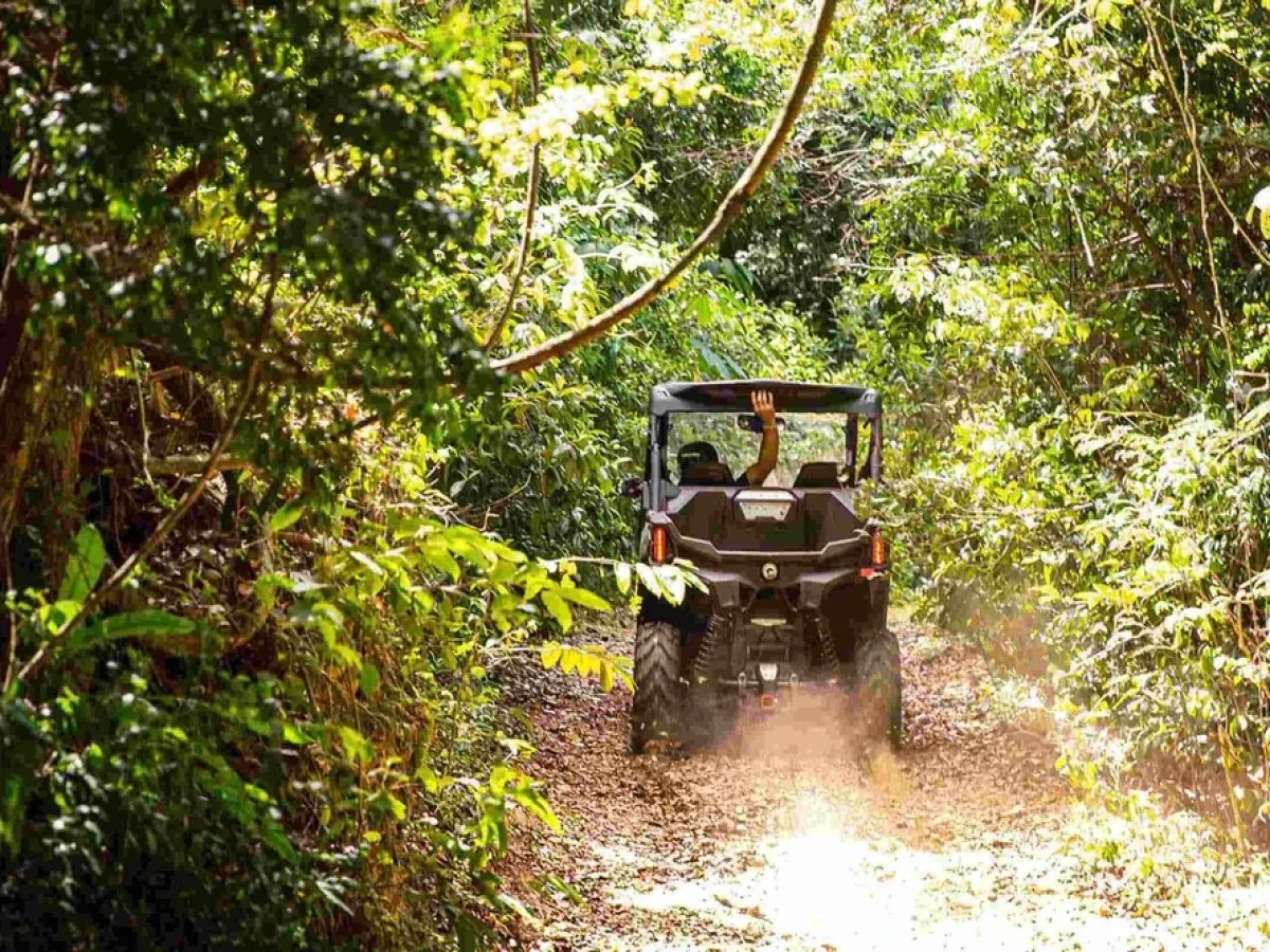 Off-road vehicle driving through lush green forest trail