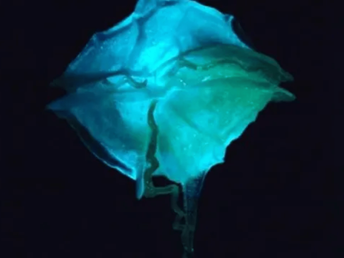 A glowing blue rose against a dark background.