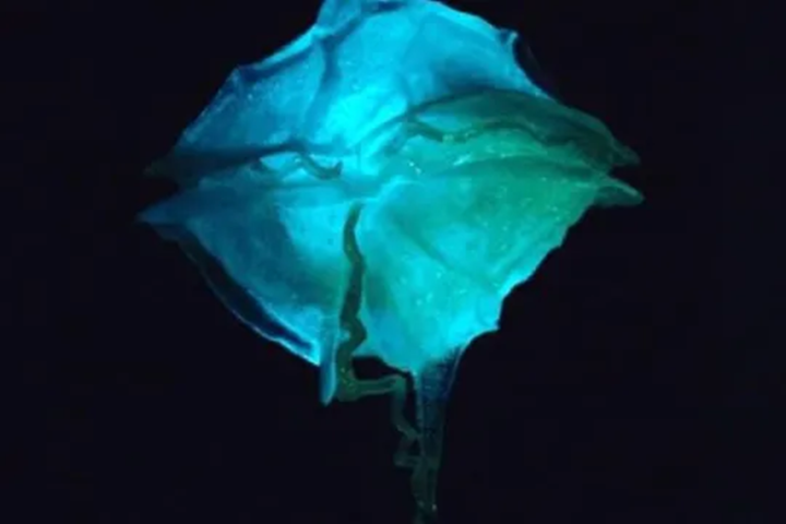 A glowing blue rose against a dark background.
