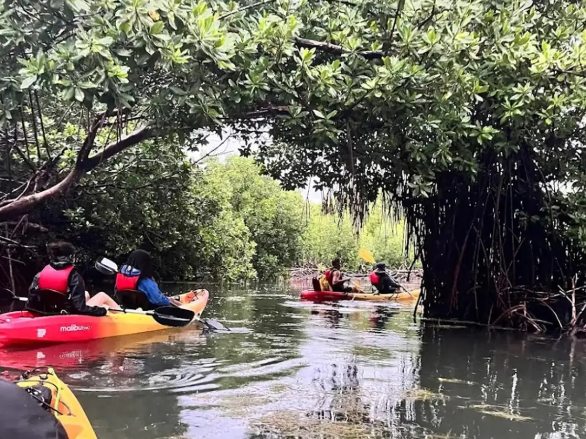 People kayaking through mangroves in calm water.