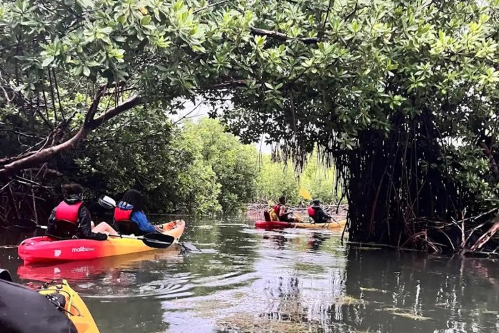 People kayaking through mangroves in calm water.