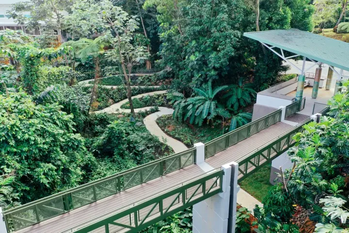 Elevated walkway in lush tropical garden setting with pathway and canopy.