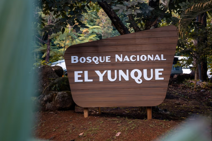 El Yunque National Forest sign surrounded by green trees.