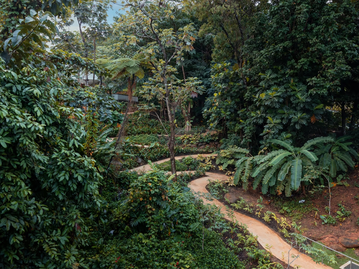 A winding path through dense, lush green tropical foliage.