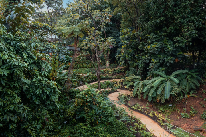 A winding path through dense, lush green tropical foliage.