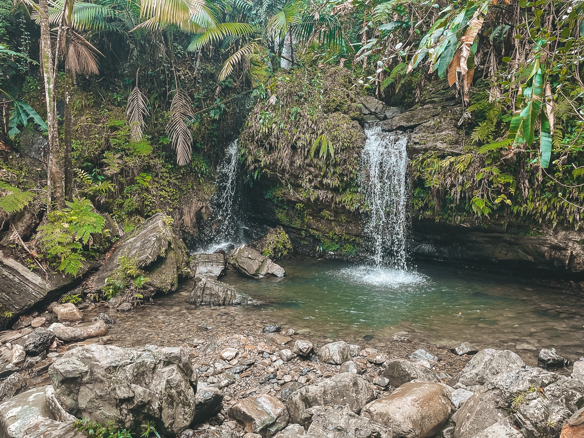 Small forest waterfall cascading into a rocky pool surrounded by lush green foliage.
