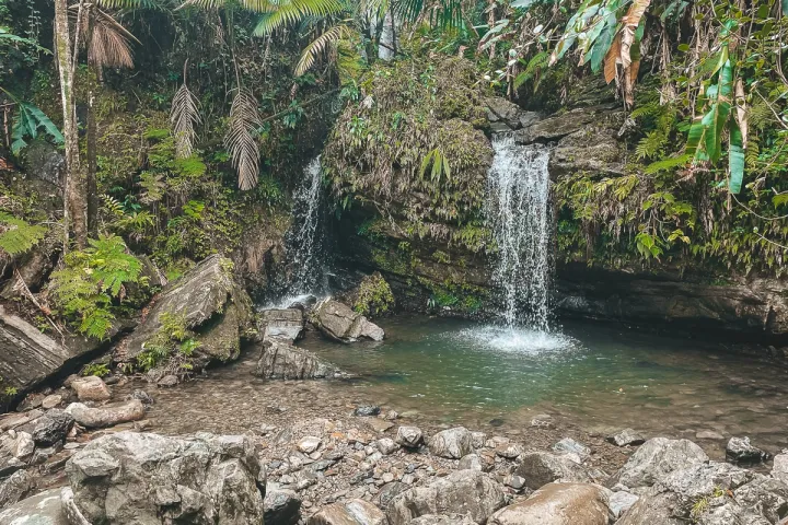 Small forest waterfall cascading into a rocky pool surrounded by lush green foliage.