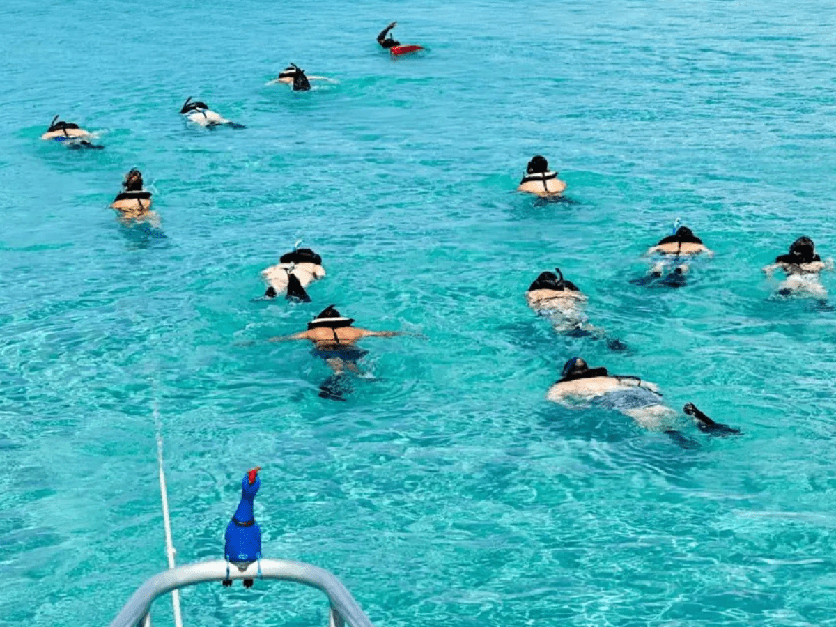 Group of snorkelers in clear blue water, with a bird on the boat rail.