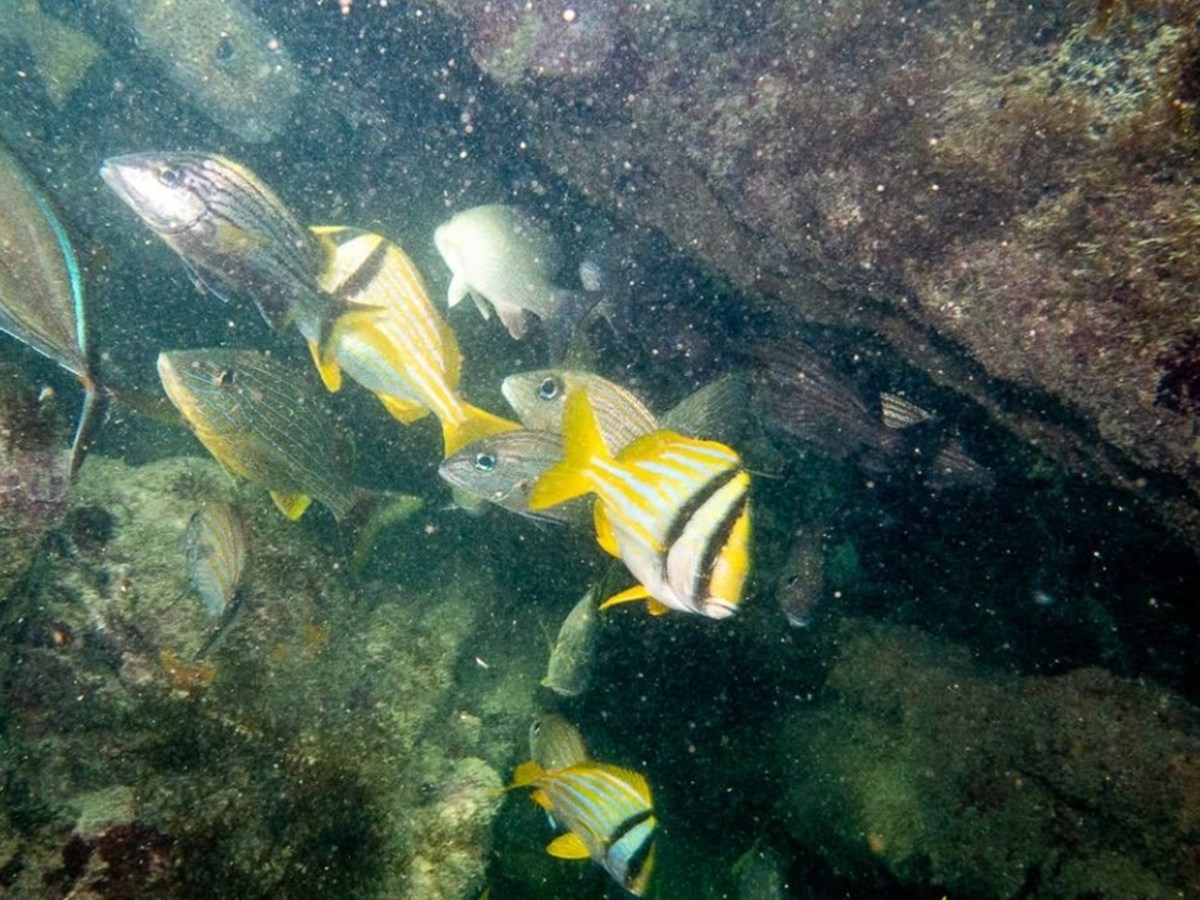 Several fish with yellow and black stripes swimming near rocks underwater.
