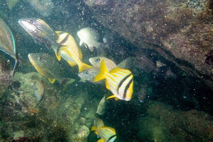 Several fish with yellow and black stripes swimming near rocks underwater.