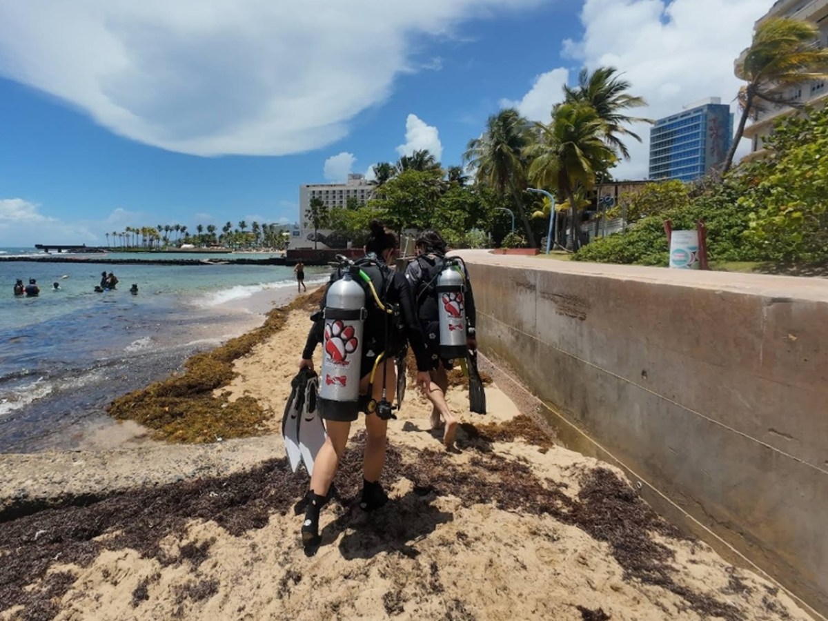 Divers in scuba gear walk along a sandy path next to a beach with palm trees.