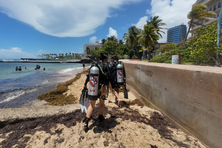 Divers in scuba gear walk along a sandy path next to a beach with palm trees.