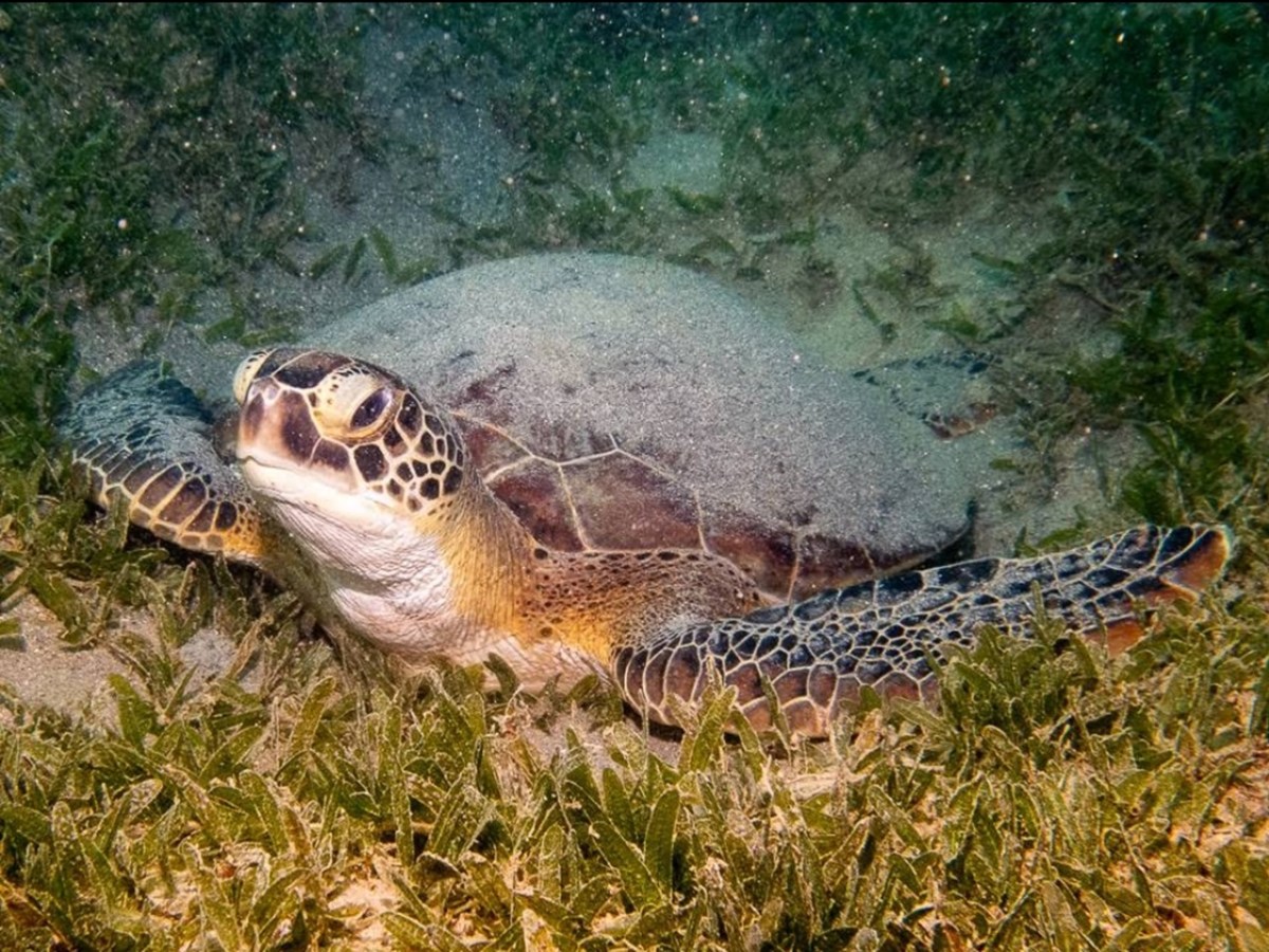 Sea turtle resting on seabed with green plants in the background.