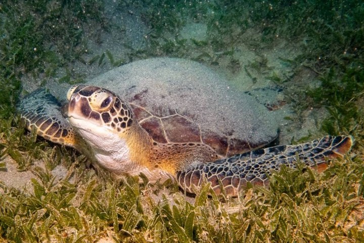 Sea turtle resting on seabed with green plants in the background.