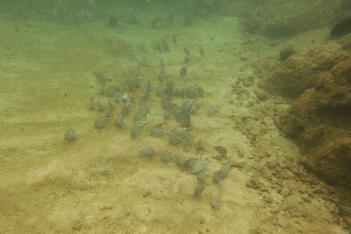 School of fish swimming near rocks on a sandy ocean floor.