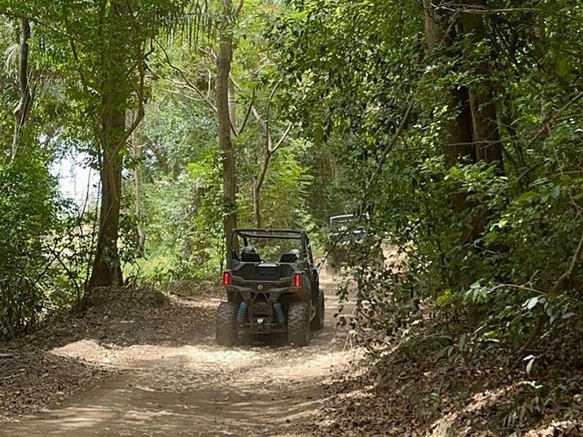 Two ATVs on a forest trail surrounded by dense green foliage.