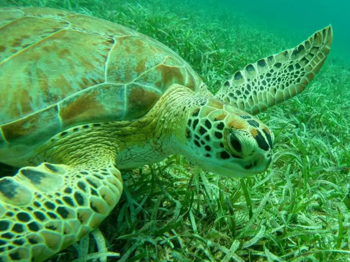 Underwater view of a green sea turtle swimming over seagrass.