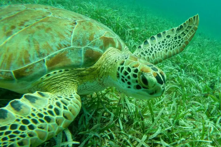 Underwater view of a green sea turtle swimming over seagrass.