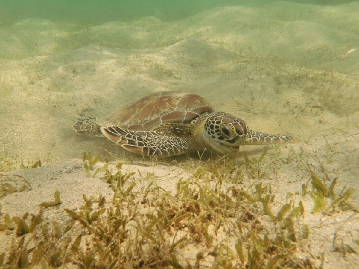 Sea turtle swimming underwater over sandy ocean floor with seaweed.