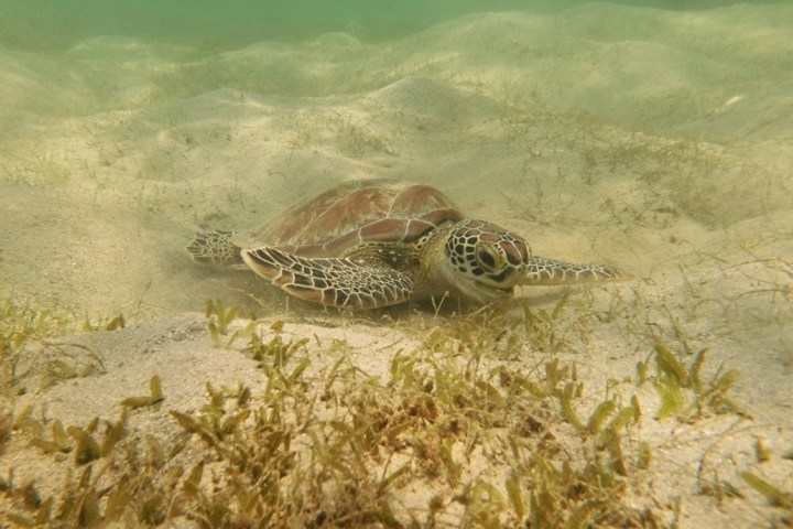 Sea turtle swimming underwater over sandy ocean floor with seaweed.