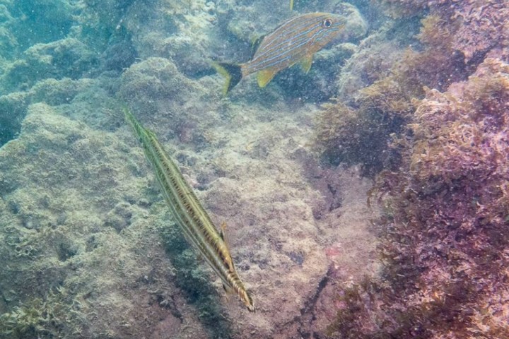 Two striped fish swim over a rocky, algae-covered ocean floor.