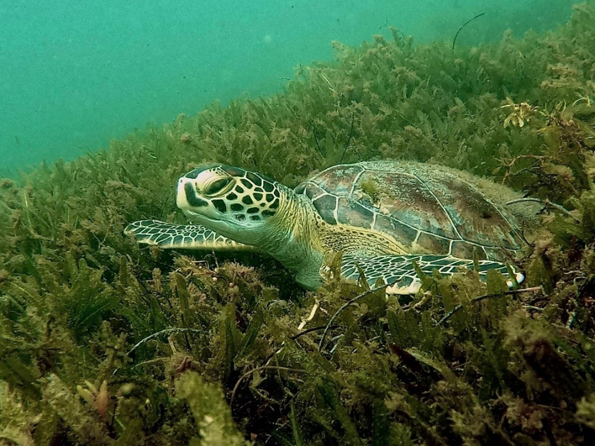Sea turtle swimming over seaweed in clear water.