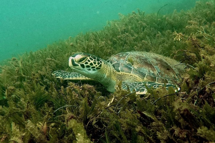 Sea turtle swimming over seaweed in clear water.