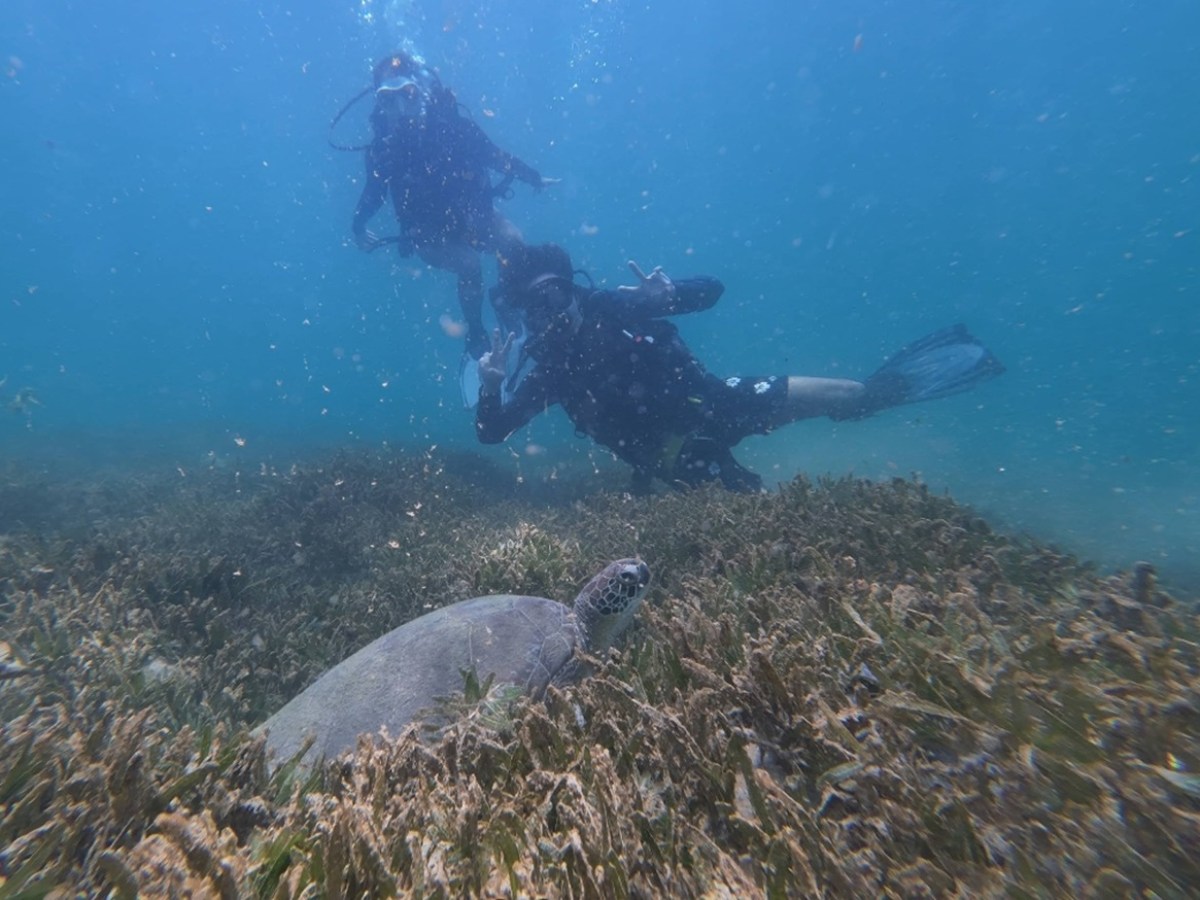 Divers underwater with a sea turtle swimming over seagrass.