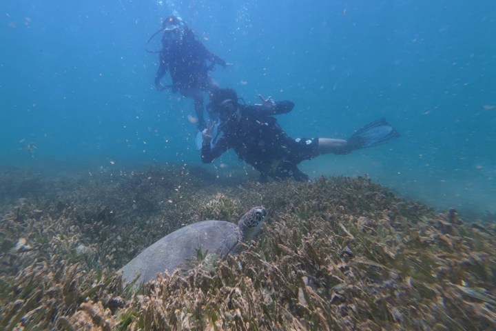Divers underwater with a sea turtle swimming over seagrass.