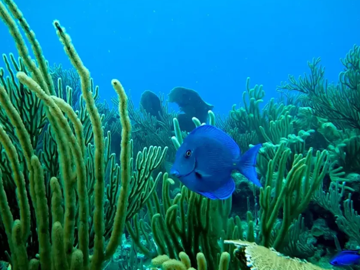Blue fish swimming near green coral in a vibrant underwater scene.