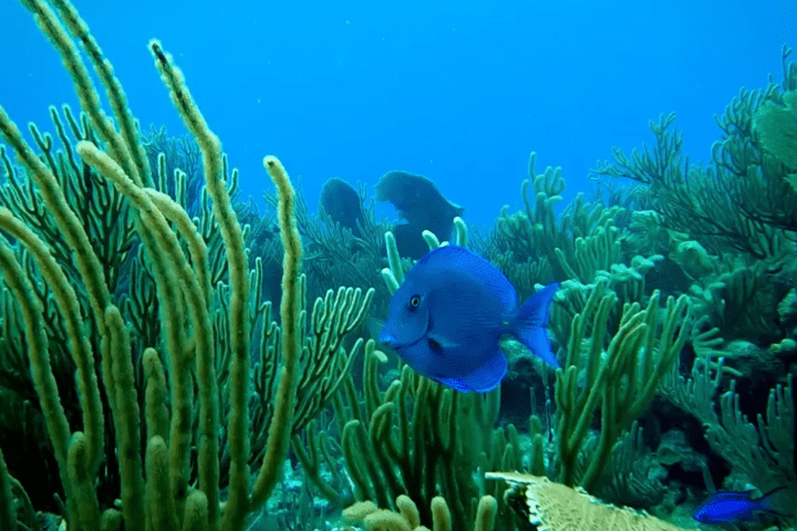 Blue fish swimming near green coral in a vibrant underwater scene.