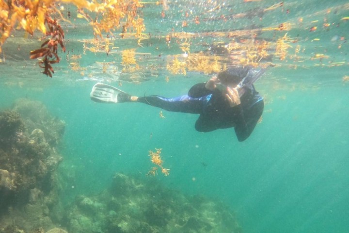 Snorkeler swimming underwater near coral reef and seaweed.
