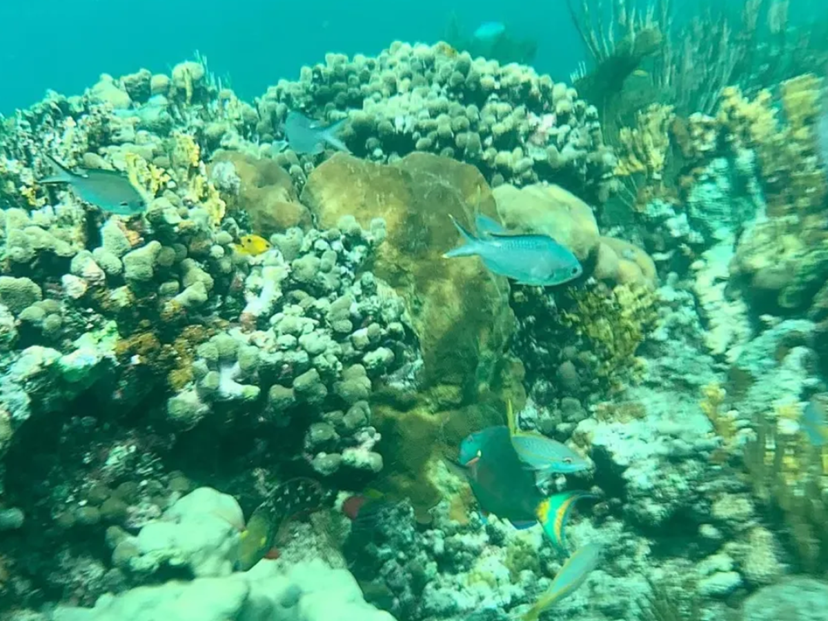 Colorful fish swimming around coral reef in clear blue water.