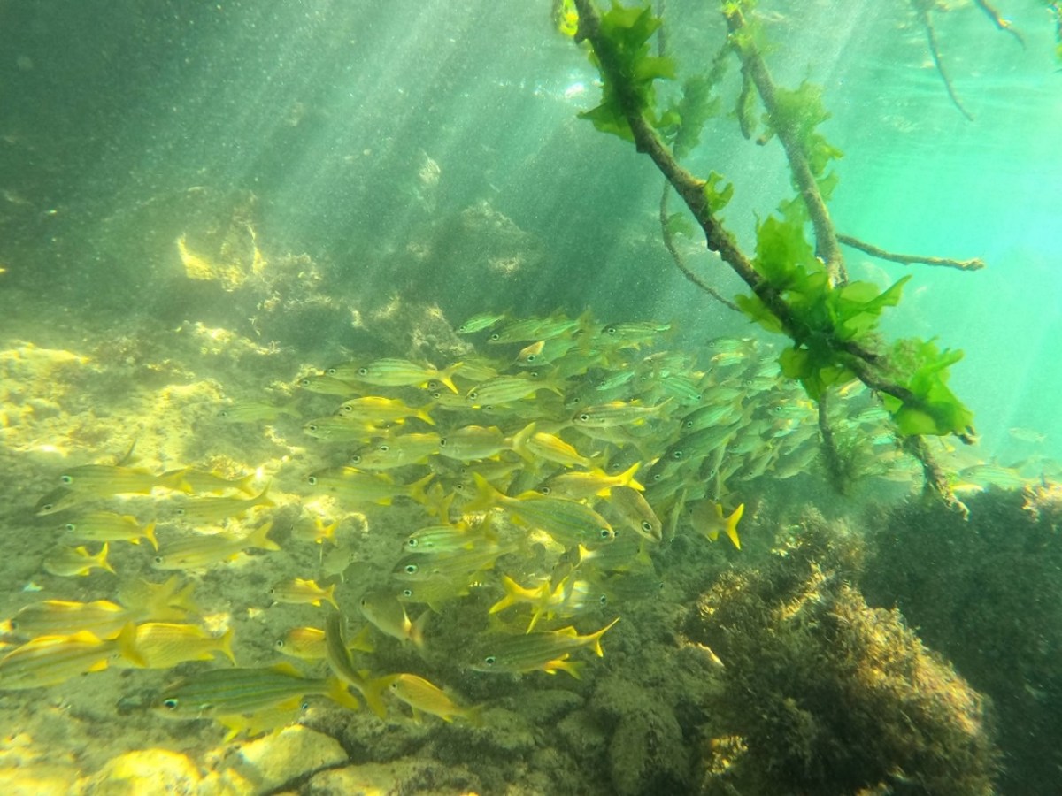Underwater scene with a school of yellow fish and green seaweed, illuminated by sunlight.